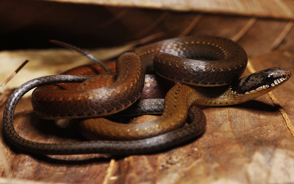 Common Many-Tooth Snake