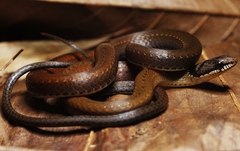 Common Many-Tooth Snake photo 1