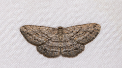 Zermizinga sinuata