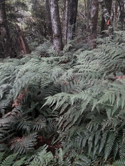 Dicksonia lanata
