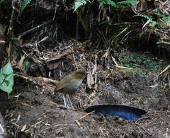 Grallaria urraoensis