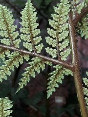 Dicksonia lanata
