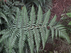 Dicksonia lanata