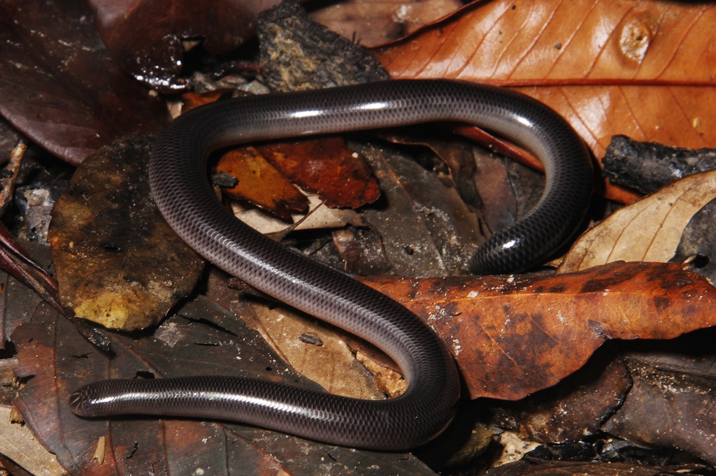 Diard's Blindsnake