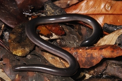 Diard's Blindsnake photo 1