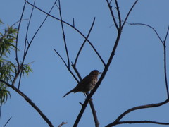 Turdus maranonicus