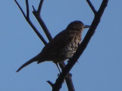 Turdus maranonicus
