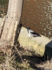 Corvus cornix