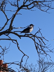 Corvus cornix