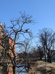 Corvus cornix