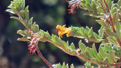 Lasiosiphon meisnerianus