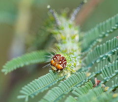 Mochlotona phasmatias