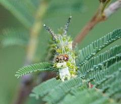 Mochlotona phasmatias