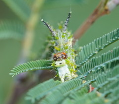 Mochlotona phasmatias