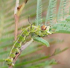 Mochlotona phasmatias