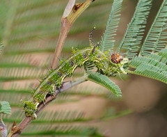 Mochlotona phasmatias