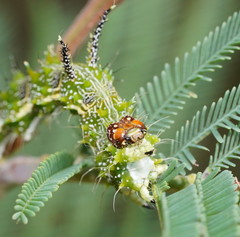 Mochlotona phasmatias