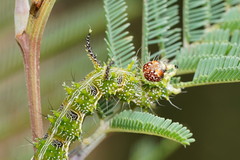 Mochlotona phasmatias