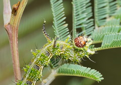 Mochlotona phasmatias