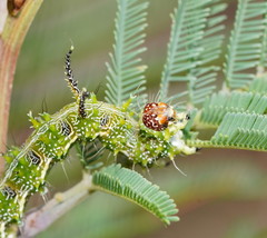 Mochlotona phasmatias