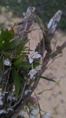 Thrixspermum saruwatarii