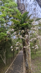 Thrixspermum saruwatarii