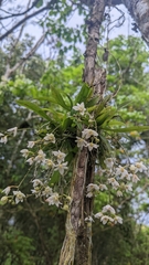 Thrixspermum saruwatarii