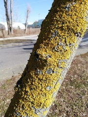 Xanthoria parietina