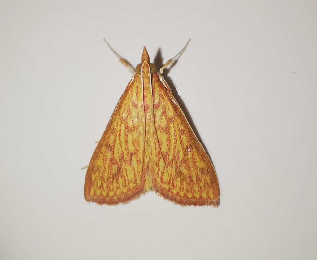 Teak Leaf Skeletonizer