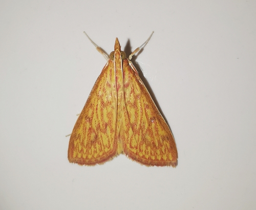 Paliga damastesalis (Walker, 1859)
