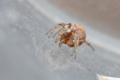 Simitidion simile