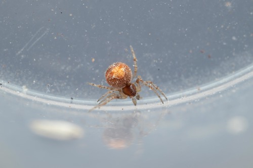 Simitidion simile