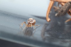Simitidion simile