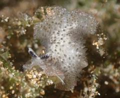 Thysanozoon tentaculatum