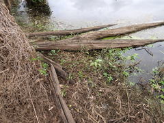 Persicaria dichotoma