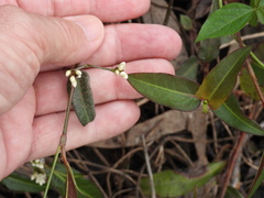 Persicaria dichotoma