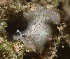 Thysanozoon tentaculatum