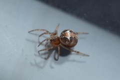 Simitidion simile