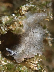 Thysanozoon tentaculatum