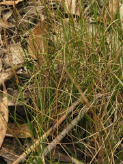 Juncus capillaceus