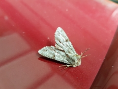 Ichneutica mutans
