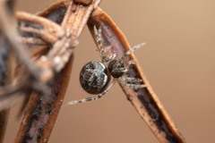 Dipoena melanogaster