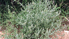Atriplex vestita