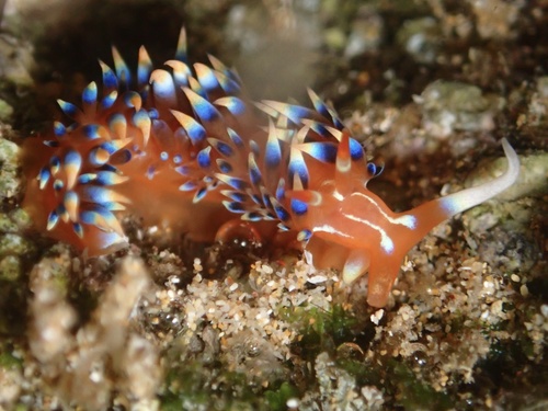 Photo of Indian caloria (Caloria indica)