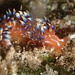ヒブサミノウミウシ