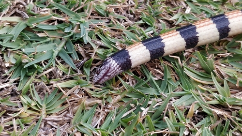 Desert Banded Snake, Simoselaps bertholdi