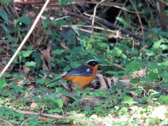 Cossypha niveicapilla