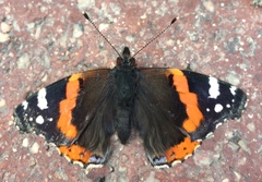 Vanessa atalanta