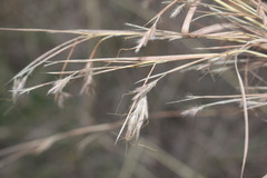 Schizachyrium fragile