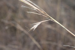 Schizachyrium fragile